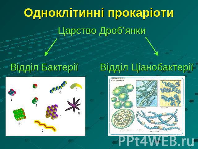 Одноклітинні прокаріоти Царство Дроб’янкиВідділ Бактерії Відділ Ціанобактерії
