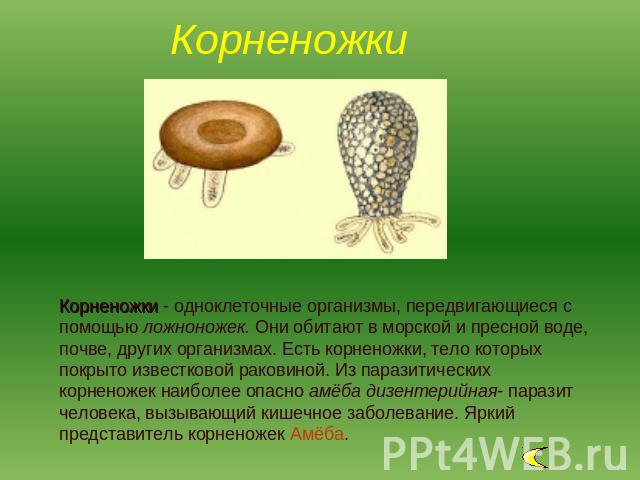 Корненожки Корненожки - одноклеточные организмы, передвигающиеся с помощью ложноножек. Они обитают в морской и пресной воде, почве, других организмах. Есть корненожки, тело которых покрыто известковой раковиной. Из паразитических корненожек наиболее…