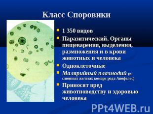 Класс Споровики 1 350 видовПаразитический, Органы пищеварения, выделения, размно