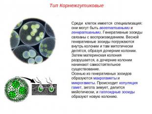 Тип КорнежгутиковыеСреди клеток имеется специализация: они могут быть вегетативн