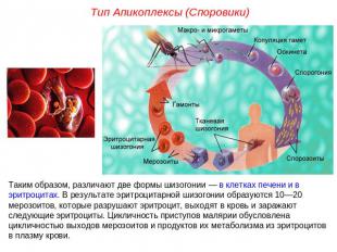Тип Апикоплексы (Споровики)Таким образом, различают две формы шизогонии — в клет