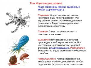 Каких животных объединяют в группу корненожки составьте план ответа об особенностях амебы