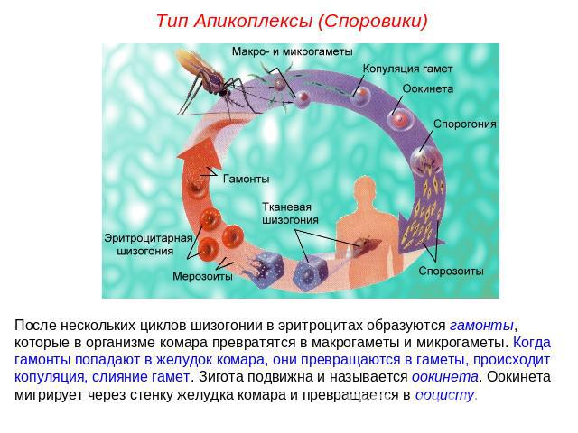 Тип Апикоплексы (Споровики)После нескольких циклов шизогонии в эритроцитах образуются гамонты, которые в организме комара превратятся в макрогаметы и микрогаметы. Когда гамонты попадают в желудок комара, они превращаются в гаметы, происходит копуляц…