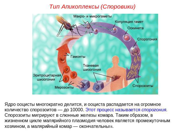Тип Апикоплексы (Споровики)Ядро ооцисты многократно делится, и ооциста распадается на огромное количество спорозоитов — до 10000. Этот процесс называется спорогония. Спорозоиты мигрируют в слюнные железы комара. Таким образом, в жизненном цикле маля…