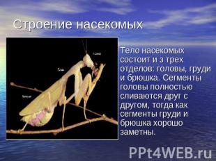 Строение насекомых Тело насекомых состоит и з трех отделов: головы, груди и брюш