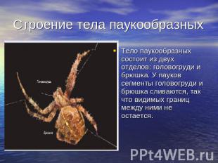 Строение тела паукообразных Тело паукообразных состоит из двух отделов: головогр