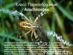 Класс Паукообразные Arachnoidea Arachnoidea происходит от греч. arachne – паук.