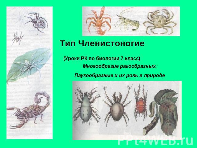 Тип Членистоногие (Уроки РК по биологии 7 класс) Многообразие ракообразных. Паукообразные и их роль в природе