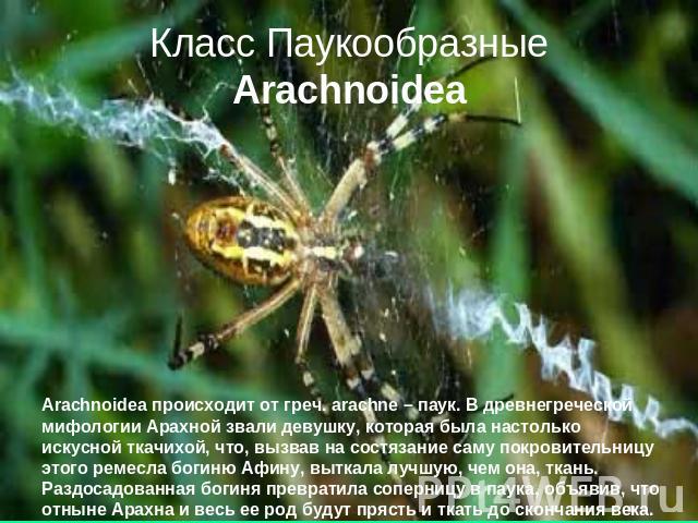 Класс Паукообразные Arachnoidea Arachnoidea происходит от греч. arachne – паук. В древнегреческой мифологии Арахной звали девушку, которая была настолько искусной ткачихой, что, вызвав на состязание саму покровительницу этого ремесла богиню Афину, в…