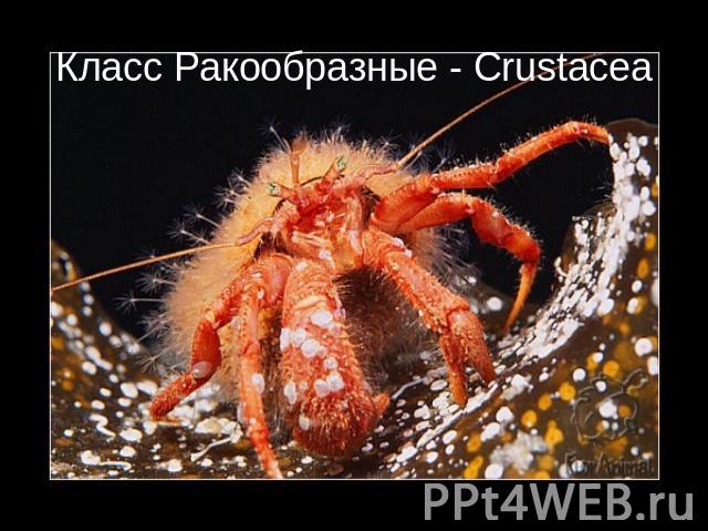 Класс Ракообразные - Crustacea