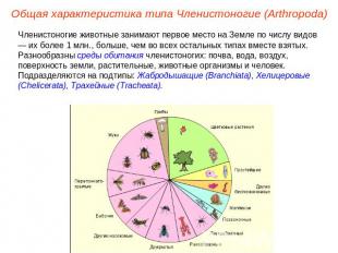 Общая характеристика типа Членистоногие (Arthropoda) Членистоногие животные зани