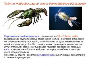 Подтип Жабродышащие, Класс Ракообразные (Crustacea) Строение и жизнедеятельность