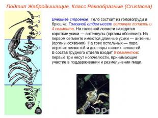 Подтип Жабродышащие, Класс Ракообразные (Crustacea) Внешнее строение. Тело состо