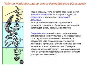 Подтип Жабродышащие, Класс Ракообразные (Crustacea) Таким образом, тело речного