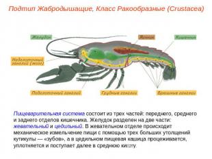 Подтип Жабродышащие, Класс Ракообразные (Crustacea) Пищеварительная система сост