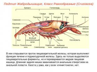 Подтип Жабродышащие, Класс Ракообразные (Crustacea) В нее открывается проток пищ