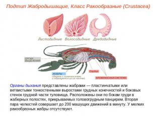 Подтип Жабродышащие, Класс Ракообразные (Crustacea) Органы дыхания представлены