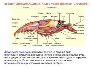 Подтип Жабродышащие, Класс Ракообразные (Crustacea) Кровеносная система незамкну