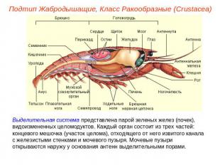 Подтип Жабродышащие, Класс Ракообразные (Crustacea) Выделительная система предст