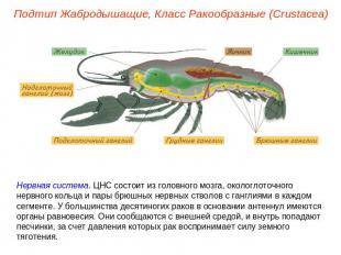 Подтип Жабродышащие, Класс Ракообразные (Crustacea) Нервная система. ЦНС состоит