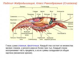 Подтип Жабродышащие, Класс Ракообразные (Crustacea) Глаза у рака сложные, фасето