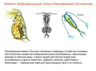 Подтип Жабродышащие, Класс Ракообразные (Crustacea) Ракообразные имеют большое з