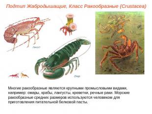 Подтип Жабродышащие, Класс Ракообразные (Crustacea) Многие ракообразные являются