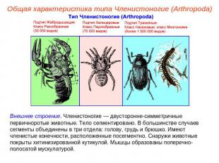 Общая характеристика типа Членистоногие (Arthropoda) Внешнее строение. Членистон