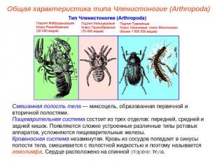 Общая характеристика типа Членистоногие (Arthropoda) Смешанная полость тела — ми