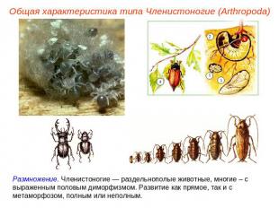 Общая характеристика типа Членистоногие (Arthropoda) Размножение. Членистоногие
