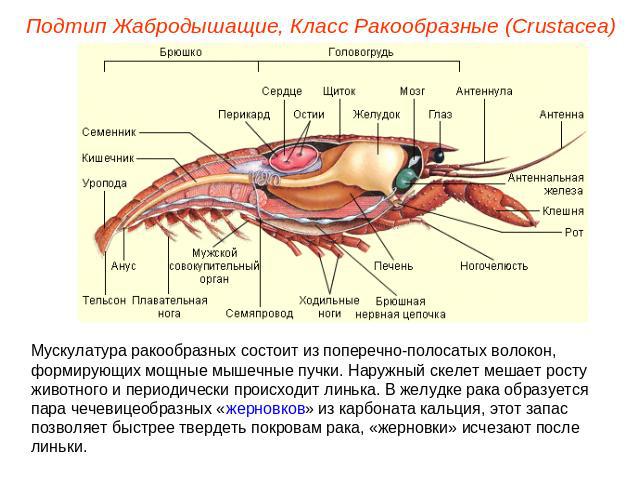Подтип Жабродышащие, Класс Ракообразные (Crustacea) Мускулатура ракообразных состоит из поперечно-полосатых волокон, формирующих мощные мышечные пучки. Наружный скелет мешает росту животного и периодически происходит линька. В желудке рака образуетс…