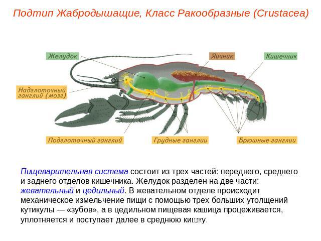 Подтип Жабродышащие, Класс Ракообразные (Crustacea) Пищеварительная система состоит из трех частей: переднего, среднего и заднего отделов кишечника. Желудок разделен на две части: жевательный и цедильный. В жевательном отделе происходит механическое…