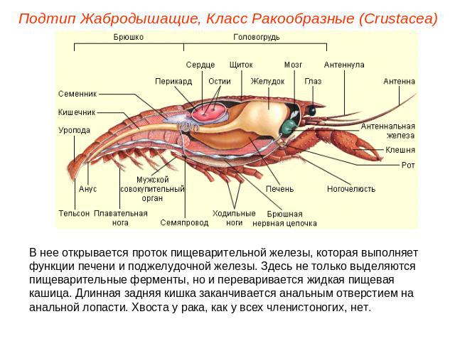 Подтип Жабродышащие, Класс Ракообразные (Crustacea) В нее открывается проток пищеварительной железы, которая выполняет функции печени и поджелудочной железы. Здесь не только выделяются пищеварительные ферменты, но и переваривается жидкая пищевая каш…