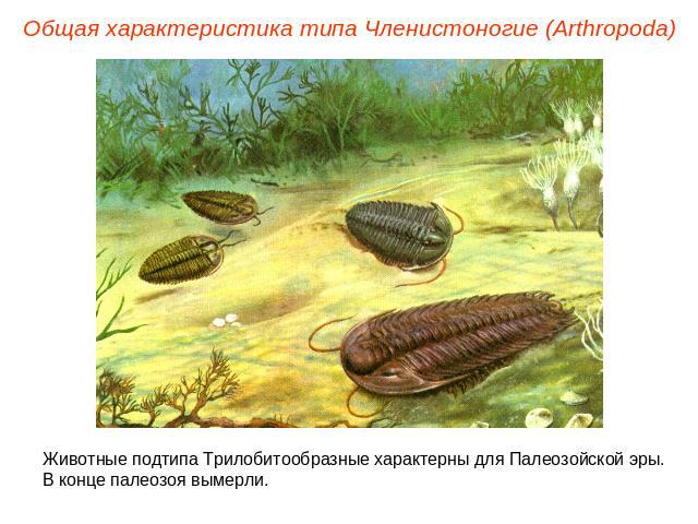 Общая характеристика типа Членистоногие (Arthropoda) Животные подтипа Трилобитообразные характерны для Палеозойской эры. В конце палеозоя вымерли.