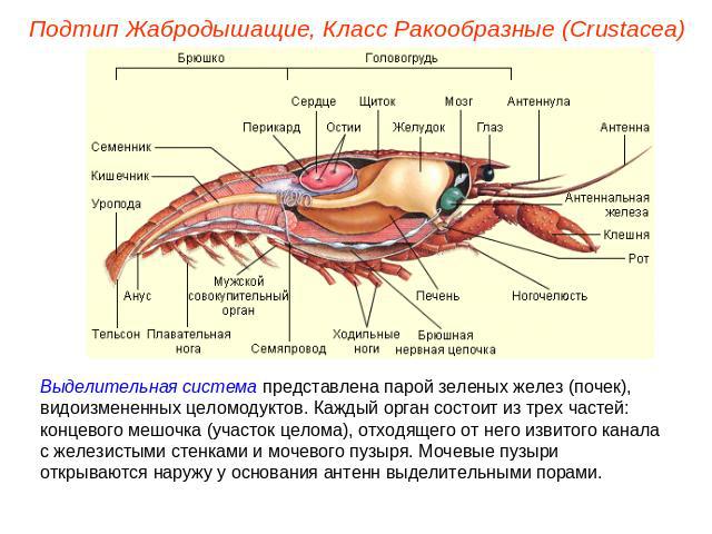 Подтип Жабродышащие, Класс Ракообразные (Crustacea) Выделительная система представлена парой зеленых желез (почек), видоизмененных целомодуктов. Каждый орган состоит из трех частей: концевого мешочка (участок целома), отходящего от него извитого кан…