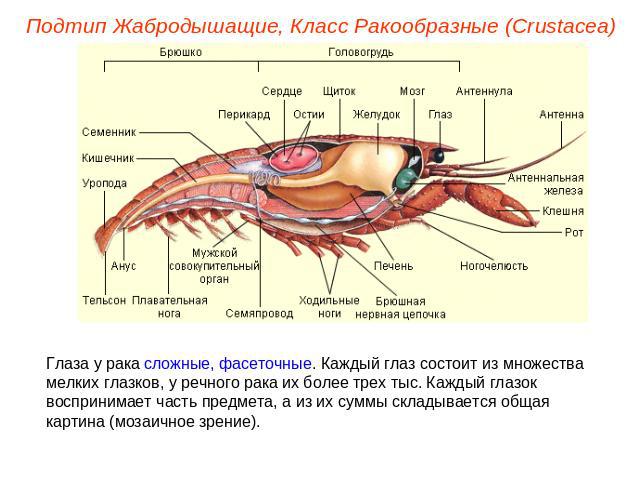 Подтип Жабродышащие, Класс Ракообразные (Crustacea) Глаза у рака сложные, фасеточные. Каждый глаз состоит из множества мелких глазков, у речного рака их более трех тыс. Каждый глазок воспринимает часть предмета, а из их суммы складывается общая карт…