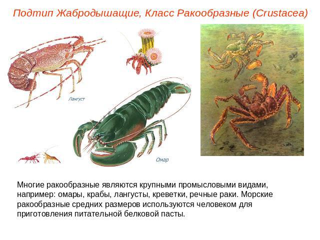 Подтип Жабродышащие, Класс Ракообразные (Crustacea) Многие ракообразные являются крупными промысловыми видами, например: омары, крабы, лангусты, креветки, речные раки. Морские ракообразные средних размеров используются человеком для приготовления пи…