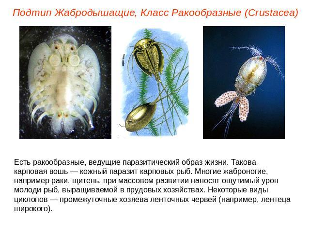Подтип Жабродышащие, Класс Ракообразные (Crustacea) Есть ракообразные, ведущие паразитический образ жизни. Такова карповая вошь — кожный паразит карповых рыб. Многие жаброногие, например раки, щитень, при массовом развитии наносят ощутимый урон моло…