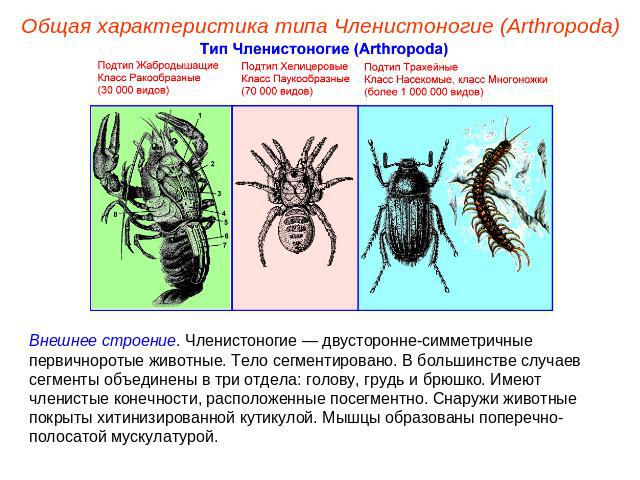 Общая характеристика типа Членистоногие (Arthropoda) Внешнее строение. Членистоногие — двусторонне-симметричные первичноротые животные. Тело сегментировано. В большинстве случаев сегменты объединены в три отдела: голову, грудь и брюшко. Имеют членис…