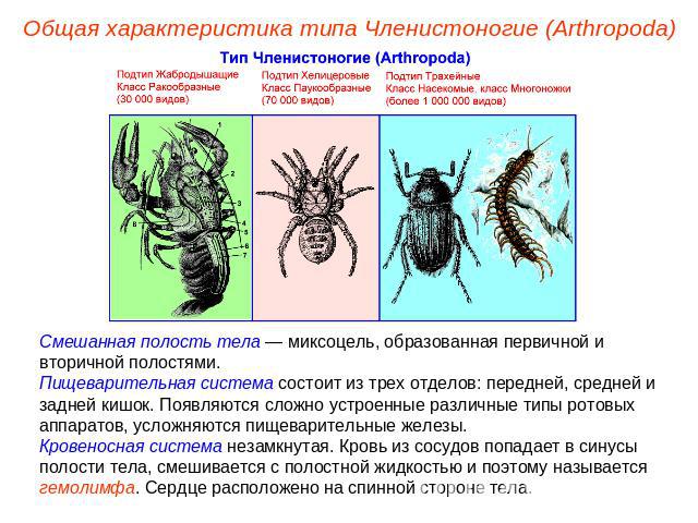 Общая характеристика типа Членистоногие (Arthropoda) Смешанная полость тела — миксоцель, образованная первичной и вторичной полостями.Пищеварительная система состоит из трех отделов: передней, средней и задней кишок. Появляются сложно устроенные раз…