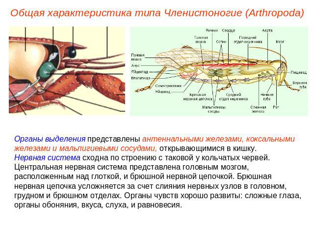 Общая характеристика типа Членистоногие (Arthropoda) Органы выделения представлены антеннальными железами, коксальными железами и мальпигиевыми сосудами, открывающимися в кишку.Нервная система сходна по строению с таковой у кольчатых червей. Централ…