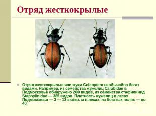 Отряд жесткокрылые Отряд жесткокрылые или жуки Coleoptera необычайно богат видам