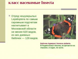 класс насекомые Insecta Отряд чешуекрылых Lepidoptera по самым скромным подсчета