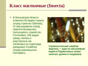 Класс насекомые (Insecta) В Московской области отмечено 60 видов стрекоз (отряд