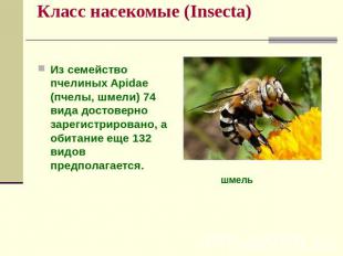 Класс насекомые (Insecta) Из семейство пчелиных Apidae (пчелы, шмели) 74 вида до