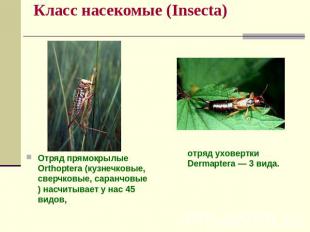 Класс насекомые (Insecta) Отряд прямокрылые Orthoptera (кузнечковые, сверчковые,