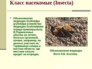 Класс насекомые (Insecta) Обыкновенная медведка Gryllotalpa gryllotalpa (семейст
