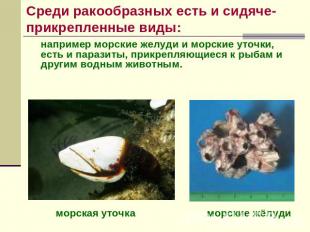 Среди ракообразных есть и сидяче-прикрепленные виды: например морские желуди и м