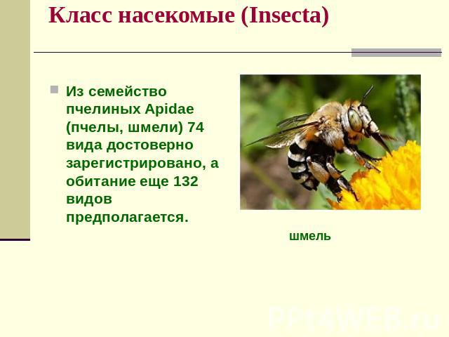Класс насекомые (Insecta) Из семейство пчелиных Apidae (пчелы, шмели) 74 вида достоверно зарегистрировано, а обитание еще 132 видов предполагается.