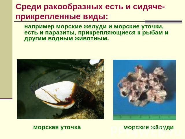Среди ракообразных есть и сидяче-прикрепленные виды: например морские желуди и морские уточки, есть и паразиты, прикрепляющиеся к рыбам и другим водным животным.морская уточкаморские жёлуди
